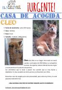 Cleo busca casa