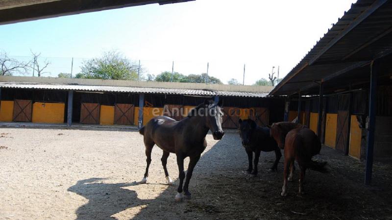 Finca ganadera (Cuenta con licencias) R0002