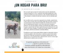 Un hogar para Bru