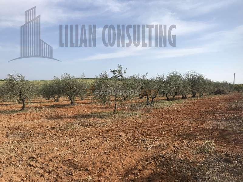 CHALET O FINCA RUSTICA 2 HECTAREAS