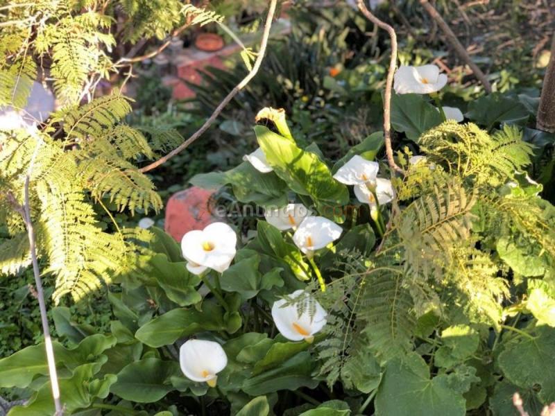 Adosado en venta en  Caserio de san jose, Monte Lentiscal-Las Meleguinas, Santa Brigida