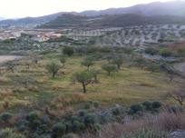 Venta 2 fincas en los puertos santa barbara