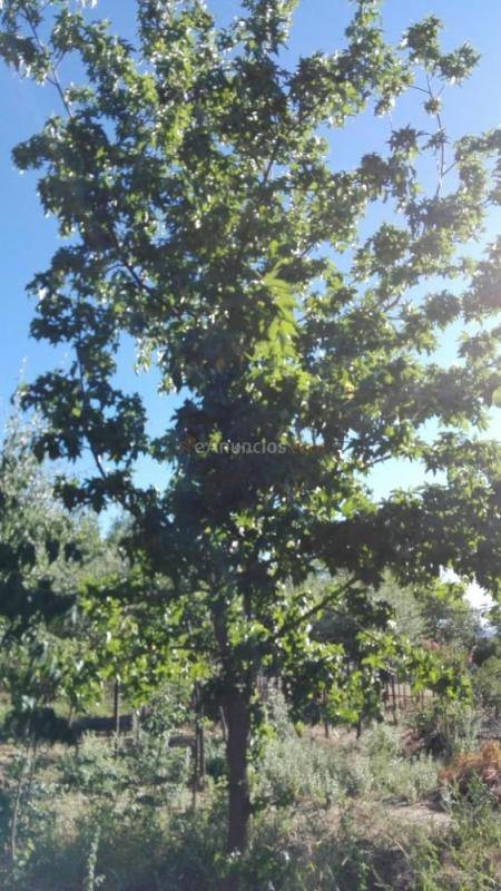 Venta de árboles para sombra