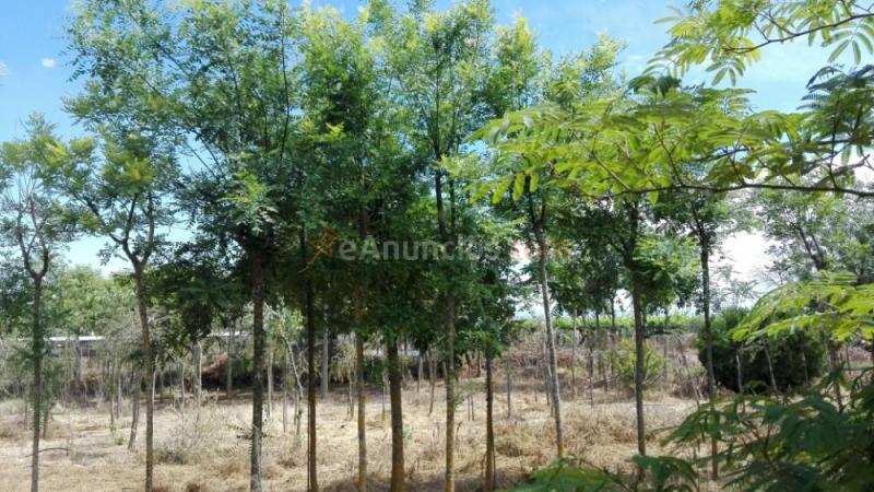 Venta de árboles para sombra