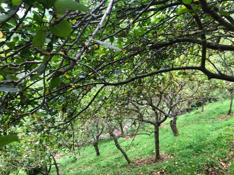 Casa Rural en venta en  Los Nadales, Requejo - Rozaes - Oñón, Mieres del Camino