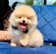 Lulú Pomerania Toy