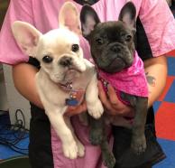 Disponible hembrita de bulldog frances