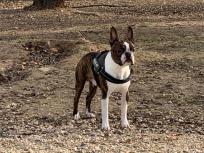 Busco novia boston terrier