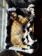 Buscamos adoptantes para estos gatos