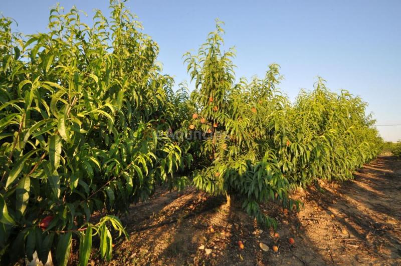 Casa Rural en venta en  Pobla (Sa)