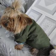 Busco perra para emparejar mi perro. Tiene 2 años y med