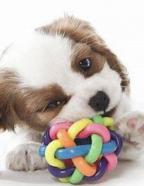 Se vende maravillosa tienda de mascotas en aguadulce