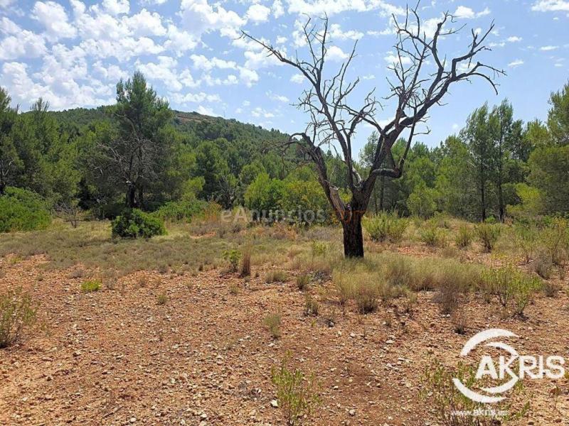 Parcela rústica, oportunidad en Benissa