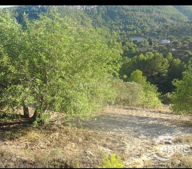 Parcela rustica constructible Benissa Pinos