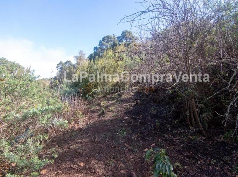Suelo rústico en Venta en Roque Faro Santa Cruz de Tenerife