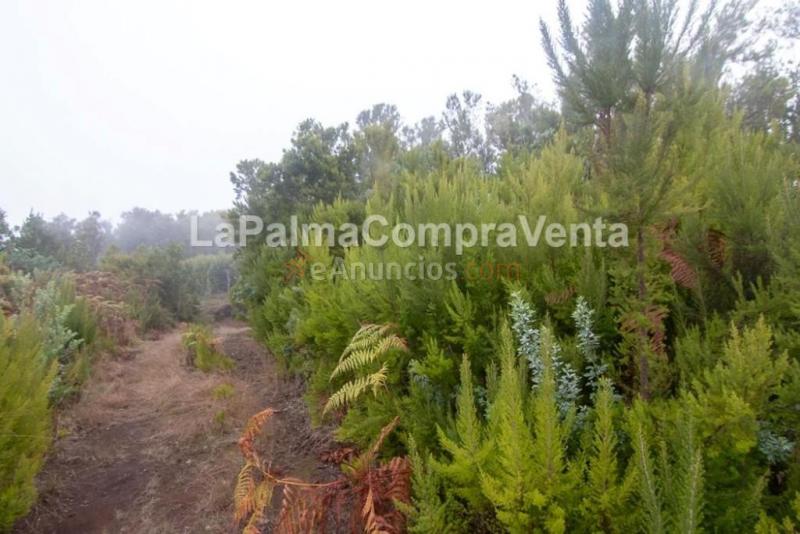 Suelo rústico en Venta en Roque Faro Santa Cruz de Tenerife