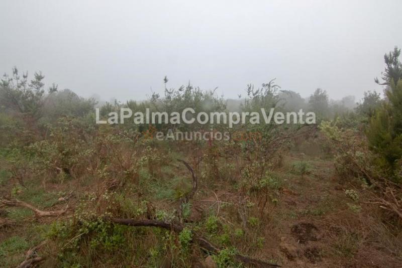 Suelo rústico en Venta en Roque Faro Santa Cruz de Tenerife