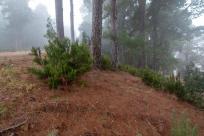Suelo rústico en Venta en Roque Faro Santa Cruz de Tenerife