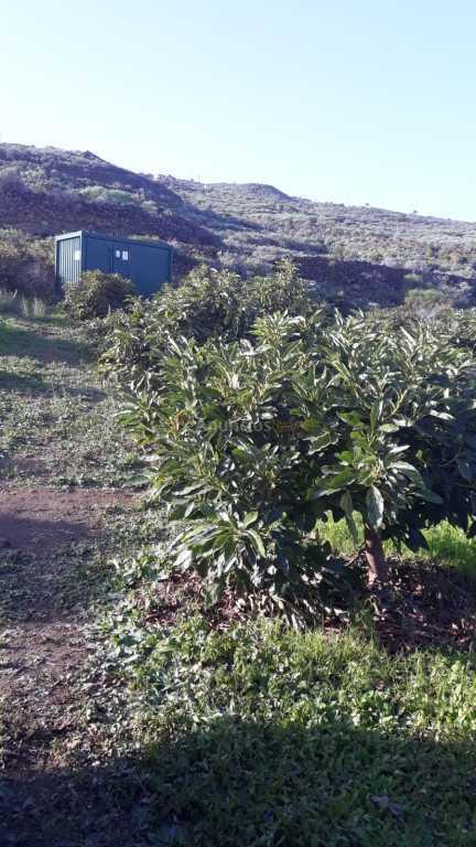 Suelo rústico en Venta en Villa De Mazo Santa Cruz de Tenerife