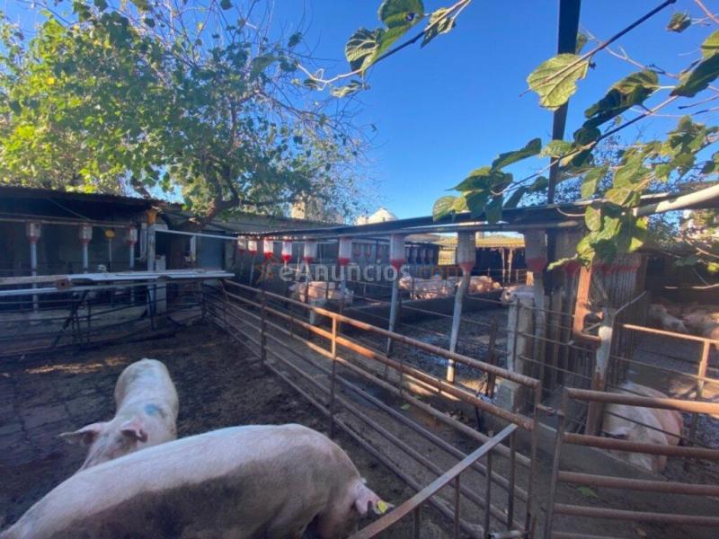 Granja en pleno funcionamiento cerca de Torreblanca