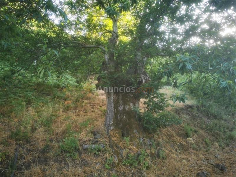 Parcela en Venta en Jubrique Málaga