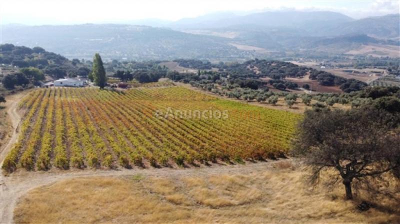 Suelo rústico en Venta en Ronda Málaga