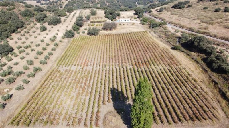 Suelo rústico en Venta en Ronda Málaga