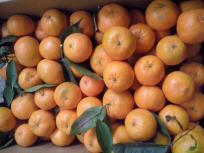 Mandarinas sin pepitas 