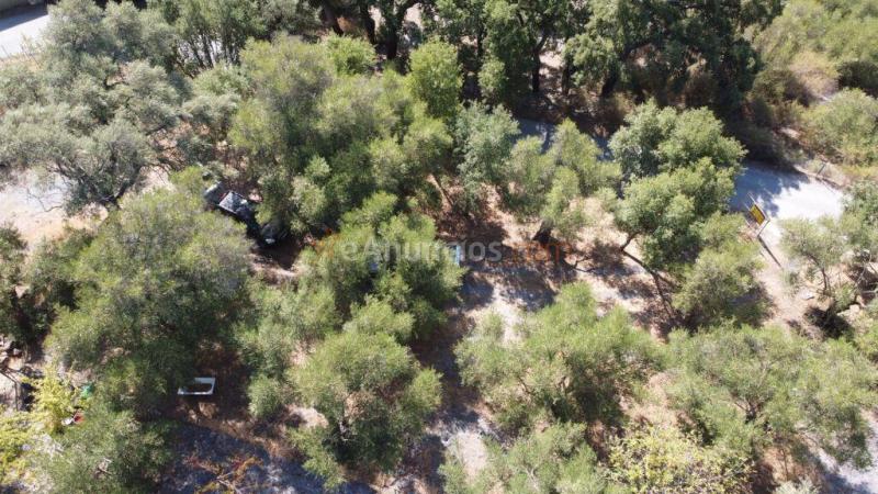 Suelo rústico en Venta en Benarraba Málaga