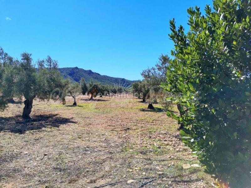 Casa de campo-Masía en Venta en Biar Alicante