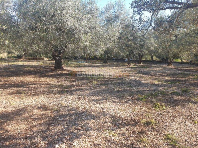 Terreno en Codonyol - Alcanar