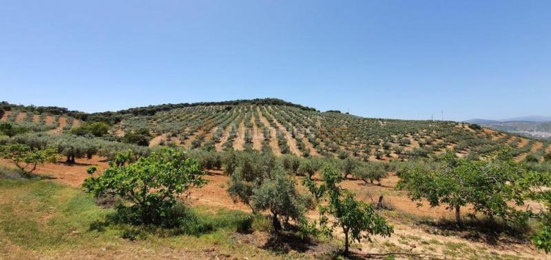 Venta finca Rustica con olivos
